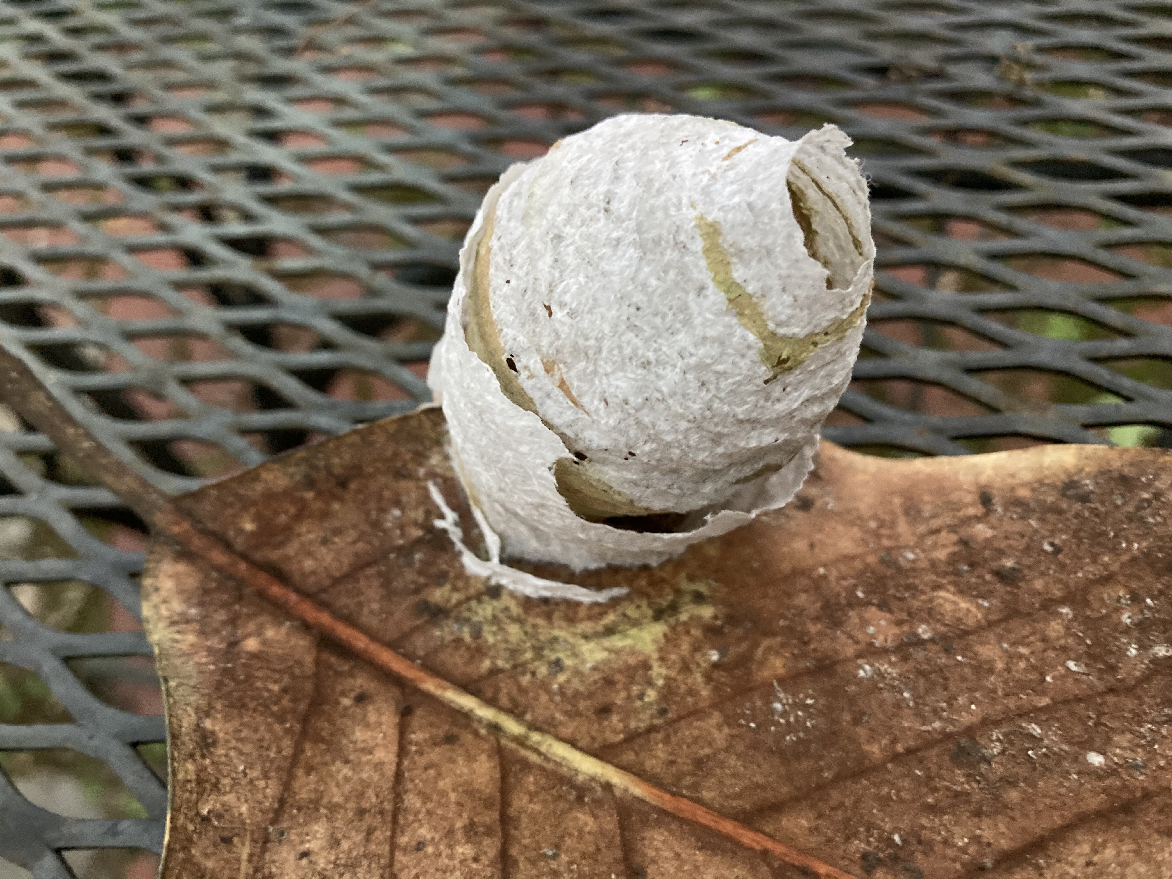 wmed relative|center