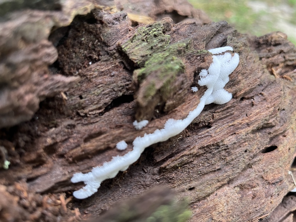 wmed relative|center